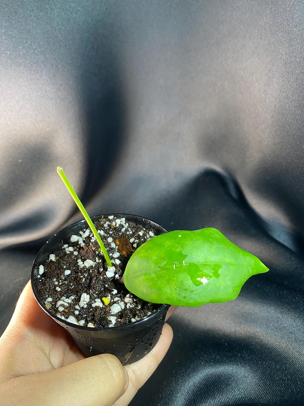 Thumbnail: Hoya Incrassata Rooted Cutting - 2.5 Inch Pot