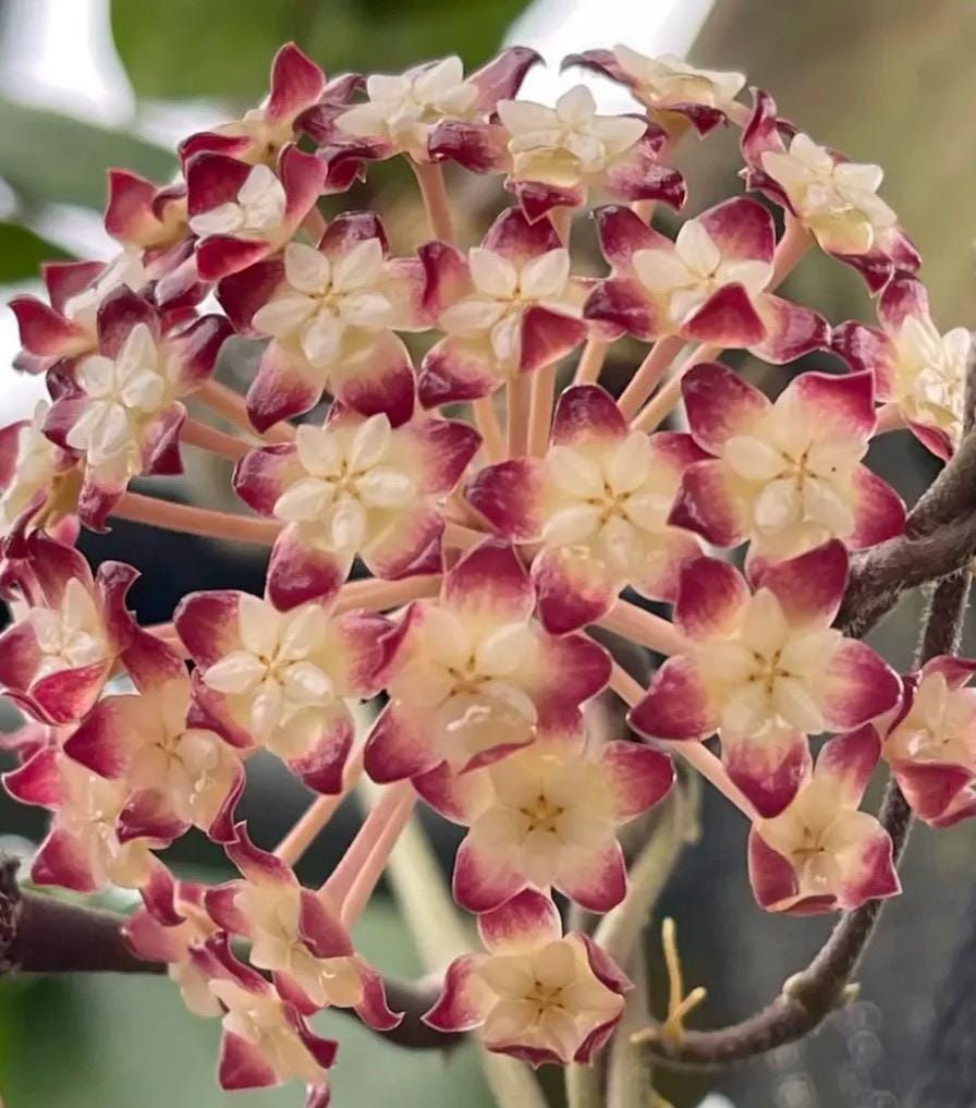 Hoya Ranauensis Rooted Cutting - 2 Inch Pot