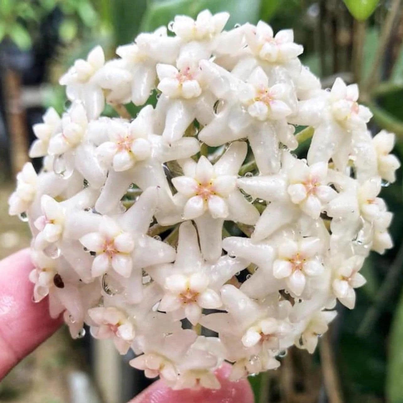 Hoya Sp. Doi Tung Rooted Cutting - 2 Inch Pot