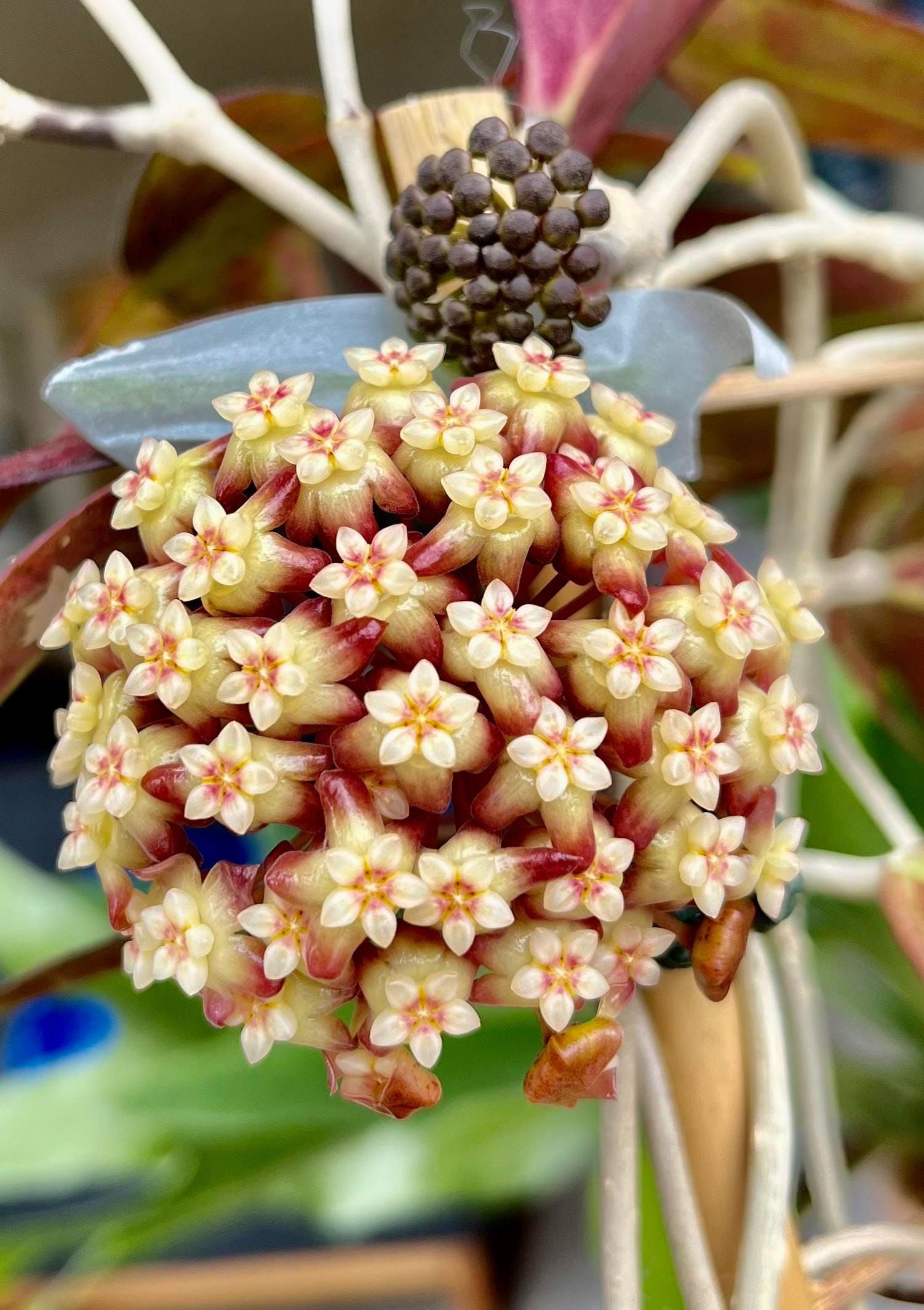 Hoya 'Tequila Sunrise' Rooted Cutting - 2 Inch Pot