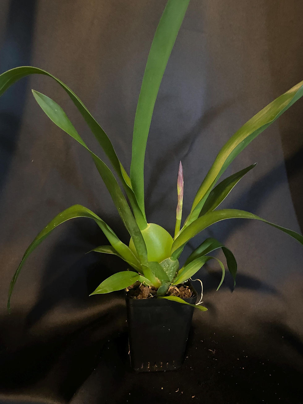 Thumbnail: Mature orchid - Ons. Wildcat Golden Red Star