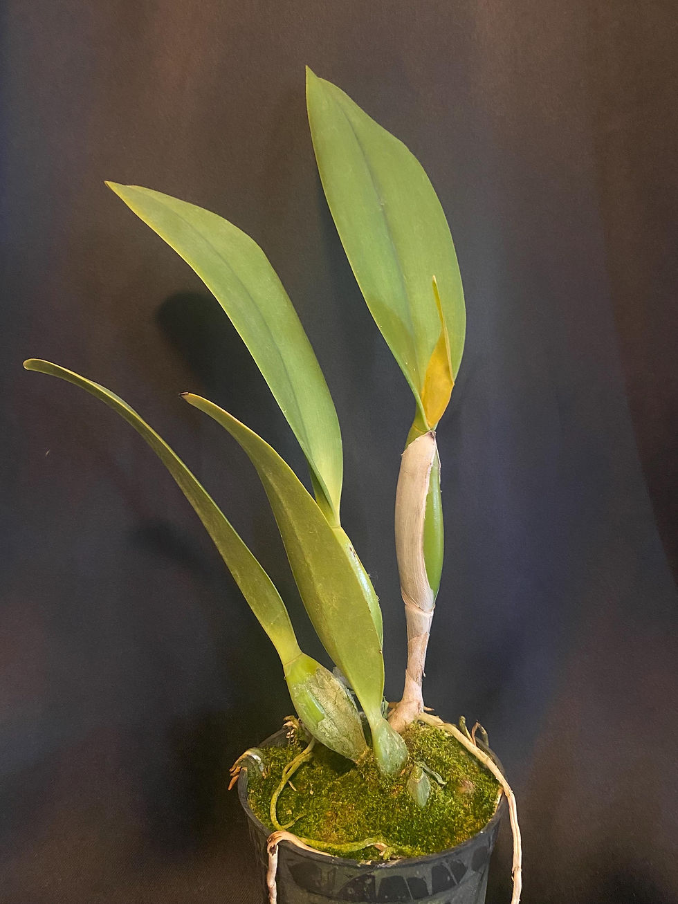 Thumbnail: Lc Irene Finney 'Spring Bounty' - Mature Orchid