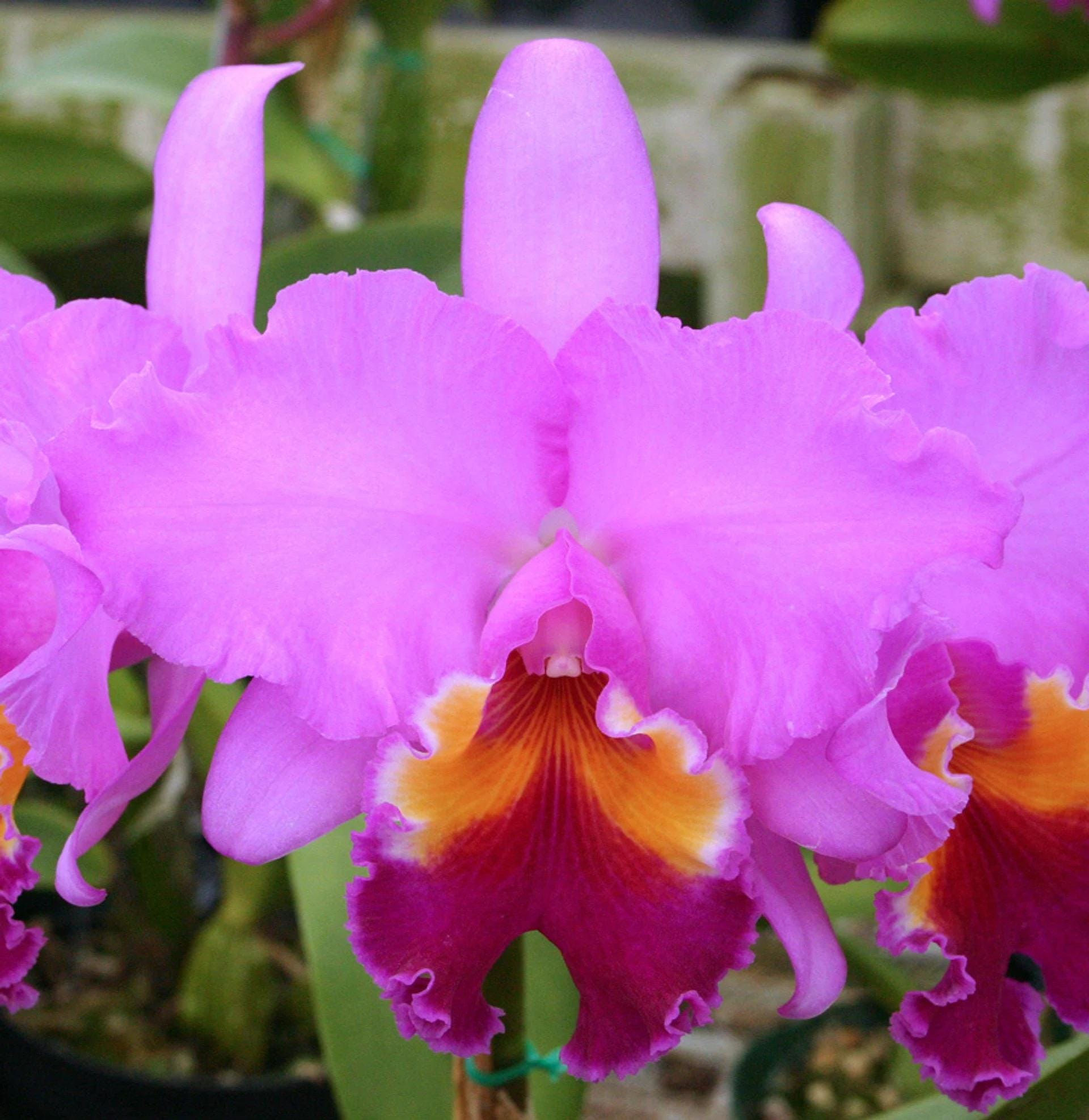 Lc Irene Finney 'Spring Bounty' - Mature Orchid