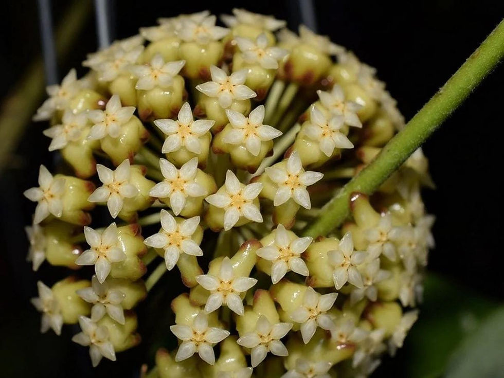 Thumbnail: Hoya Incrassata Rooted Cutting - 2.5 Inch Pot
