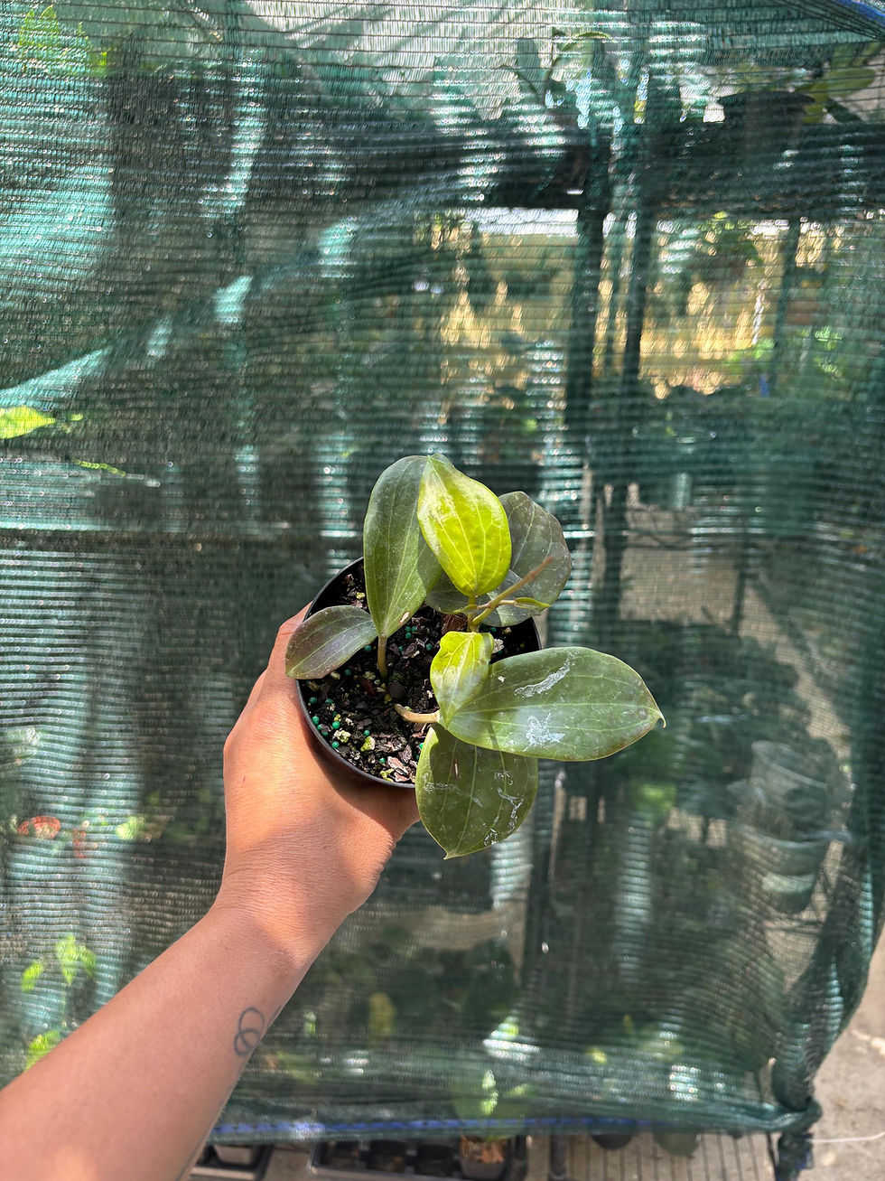 Thumbnail: Hoya Quinquenervia Starter Plant - 3 Inch Pot
