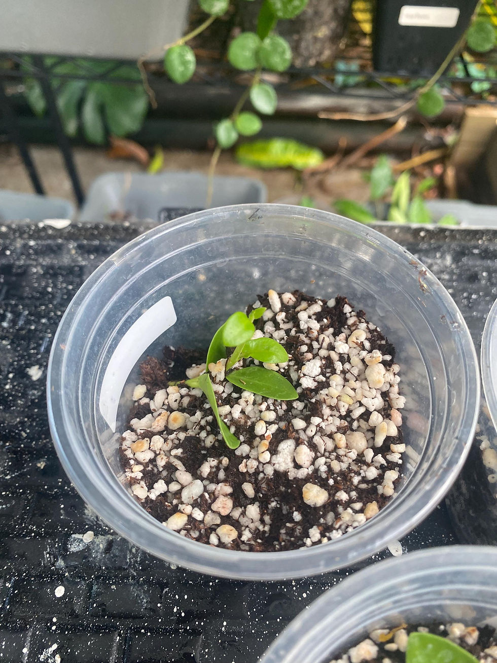 Thumbnail: Hoya Cumingiana Rooted Cutting - 2 Inch Pot