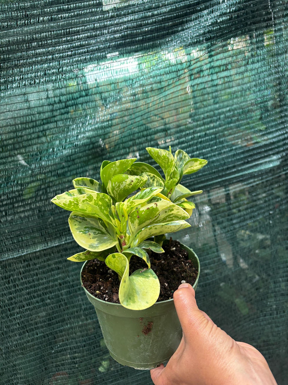 Thumbnail: Peperomia obtusifolia 'Marble' | 6-inch Pot