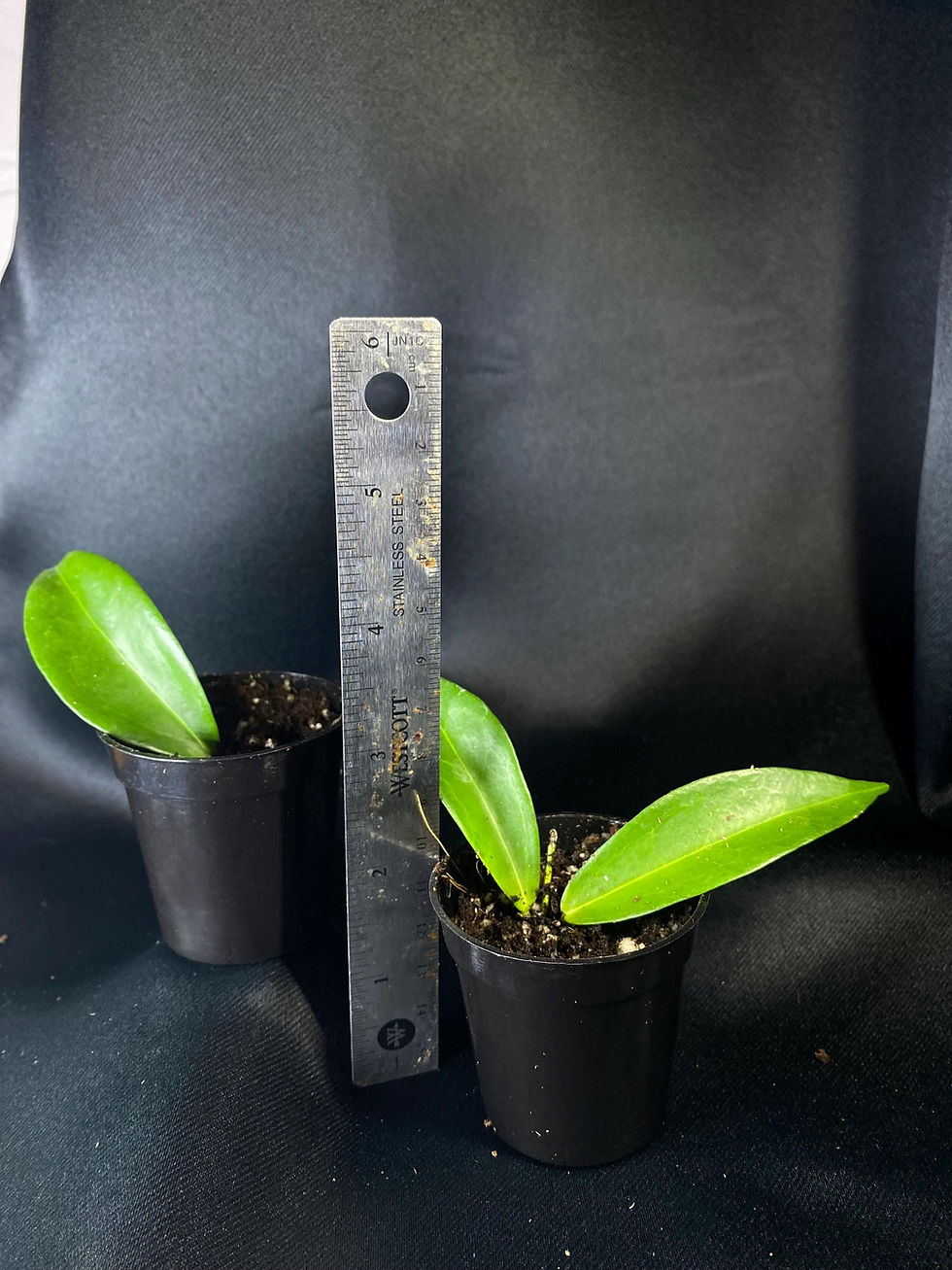 Thumbnail: Hoya Chlorantha Rooted Cutting - 2 Inch Pot