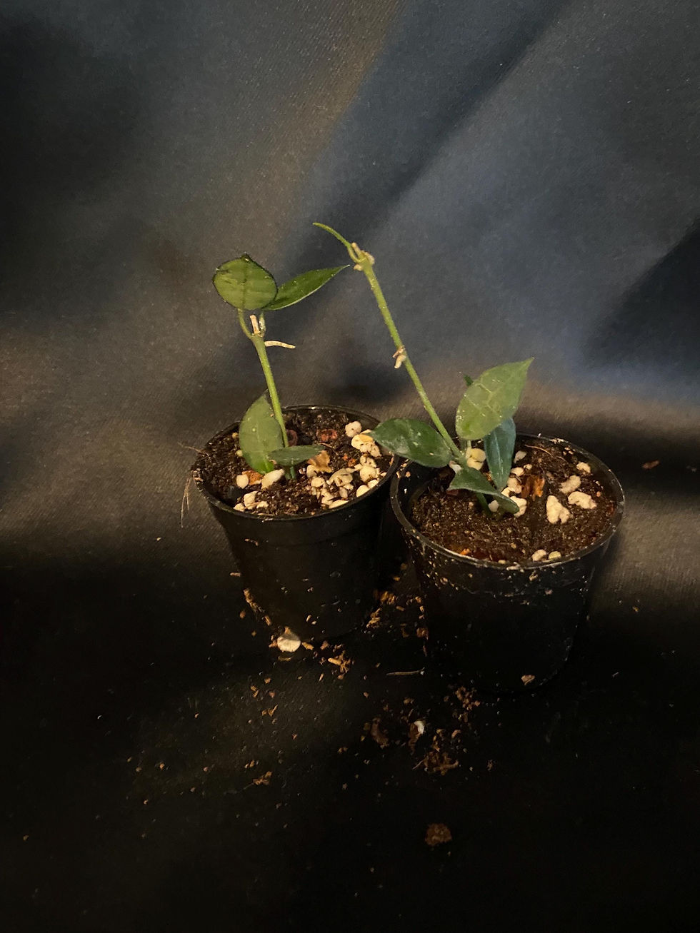 Thumbnail: Hoya Rebecca Rooted Cutting - 2 Inch Pot