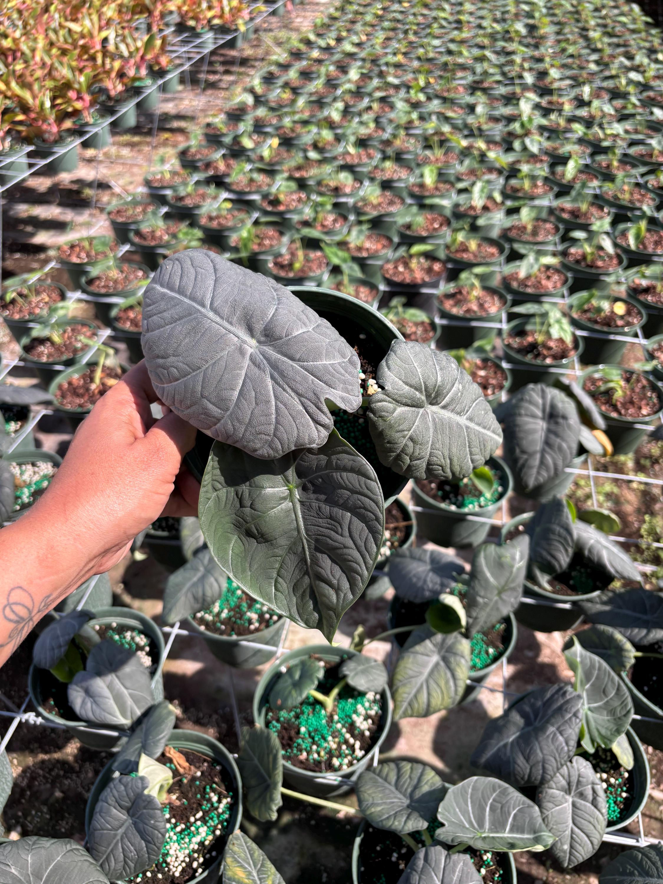 Alocasia Maharani 6-inch Pot