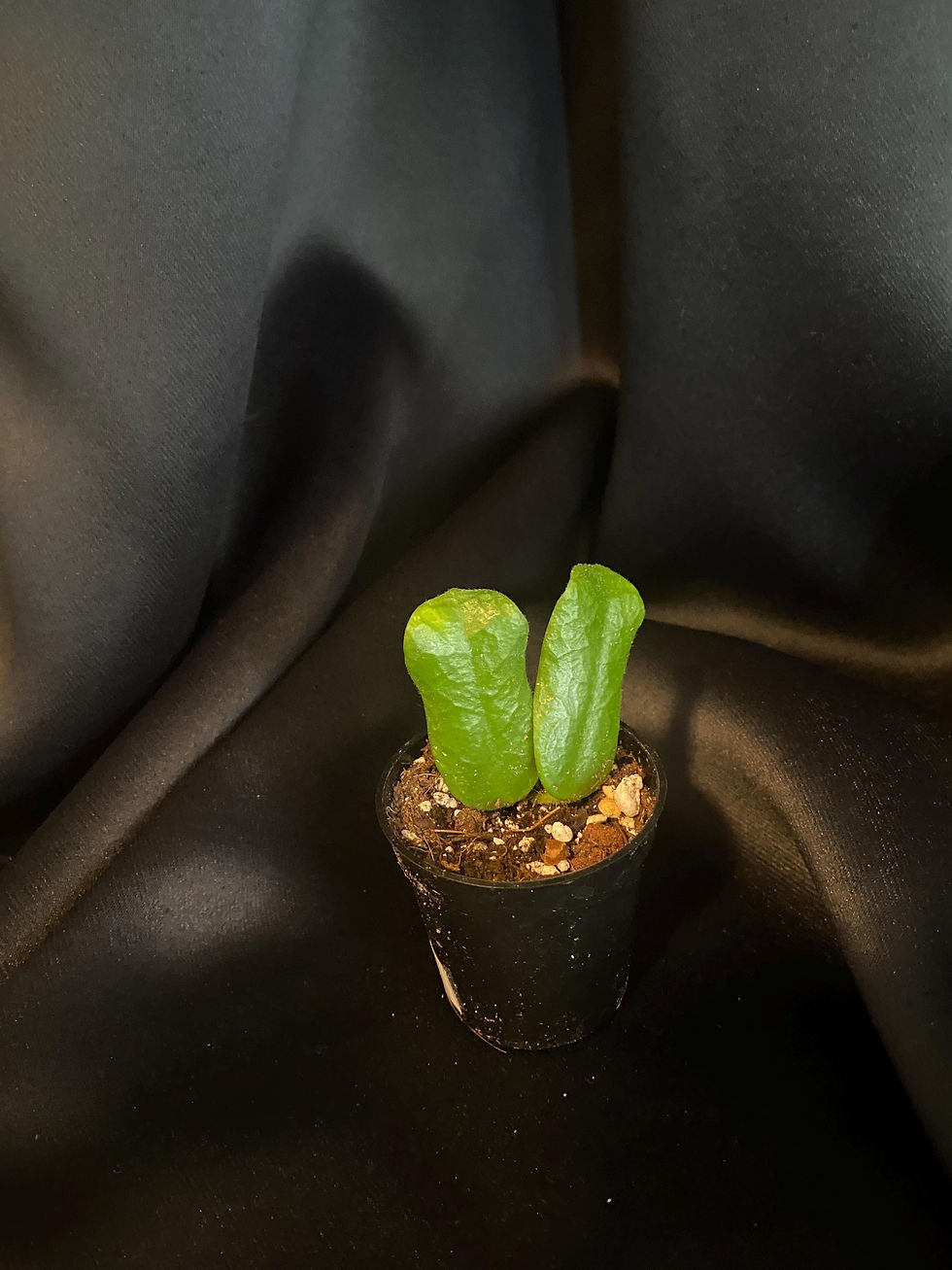 Thumbnail: Hoya Rotundiflora Rooted Cutting - 2 Inch Pot