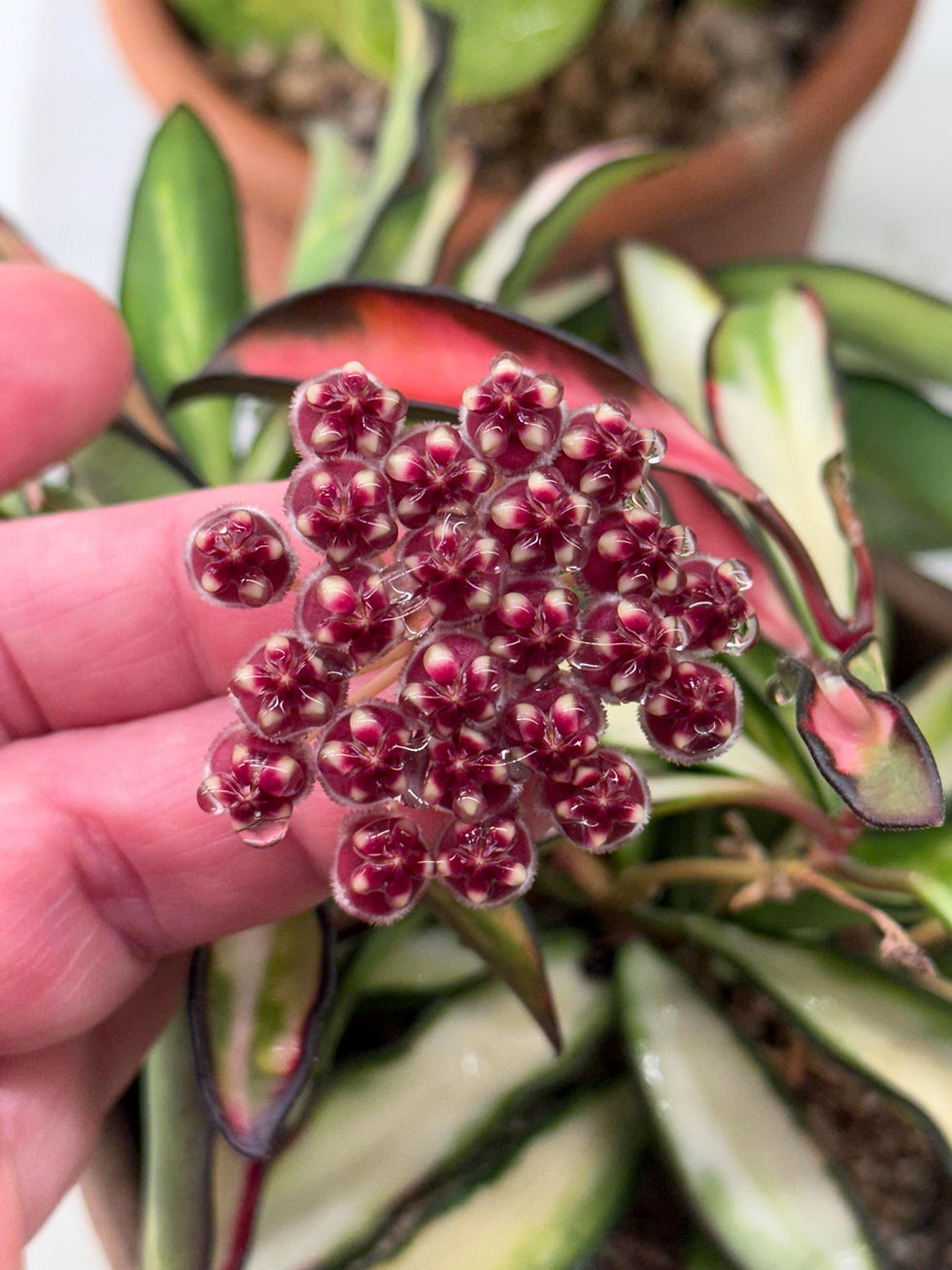 Thumbnail: Hoya Wayetii Rooted Cutting - 2 Inch Pot