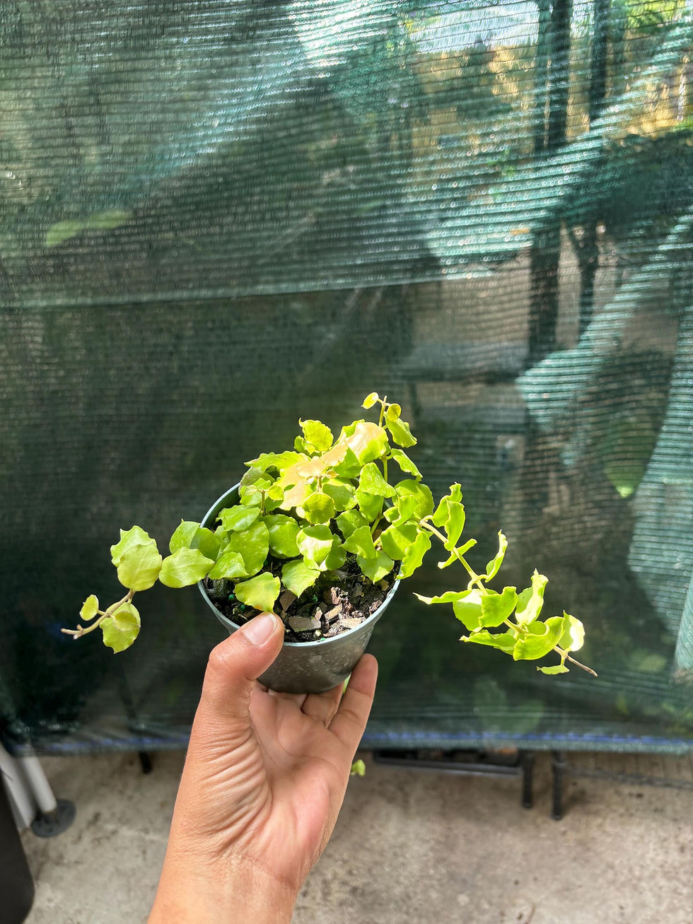 Thumbnail: Hoya Endauensis Starter Plant - 3 Inch Pot