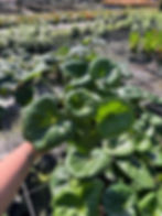 Thumbnail: Farfugium Gigantea | 6-Inch Pot