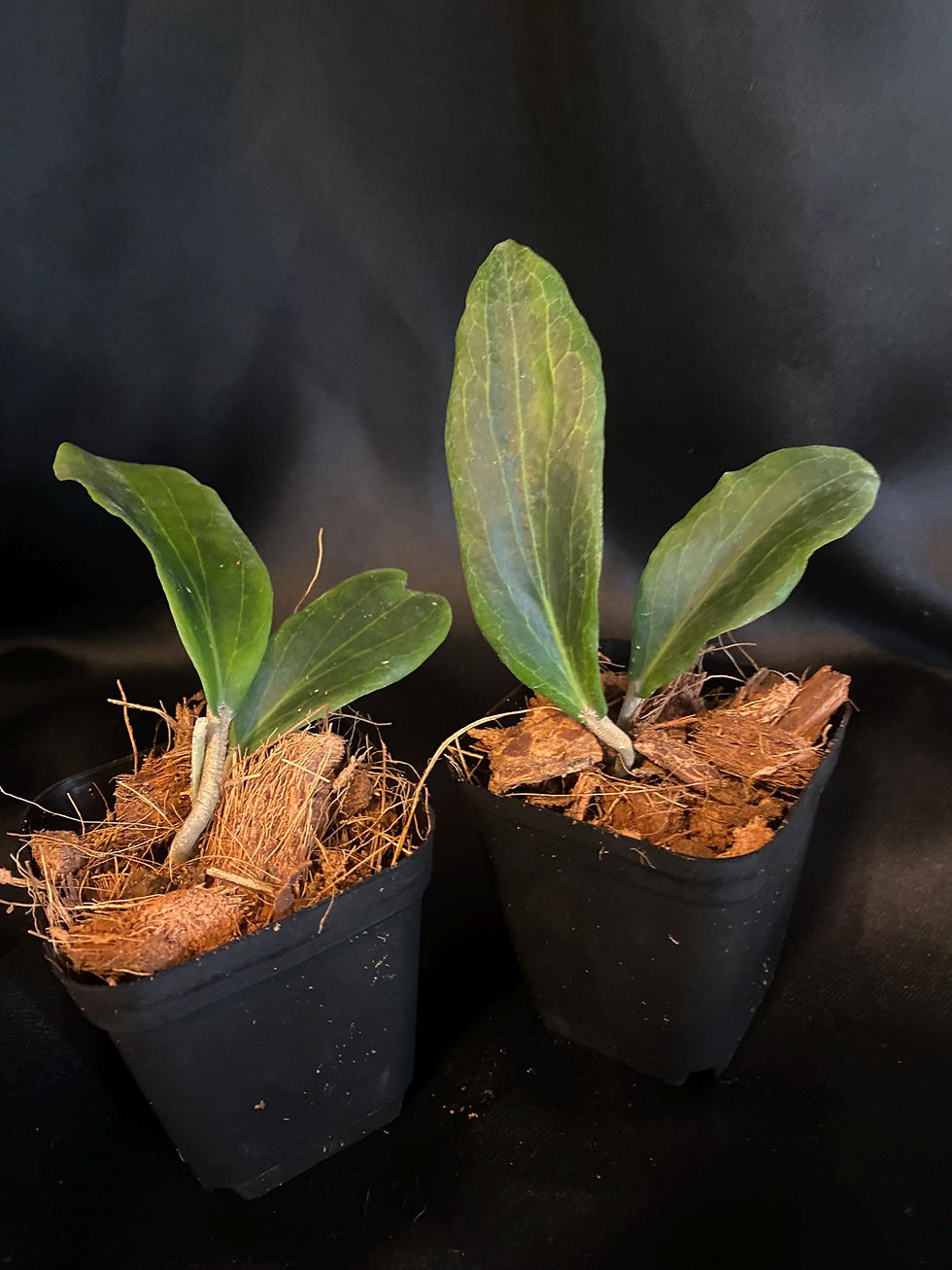Thumbnail: Hoya Benvergarai Rooted Cutting - 2 Inch Pot