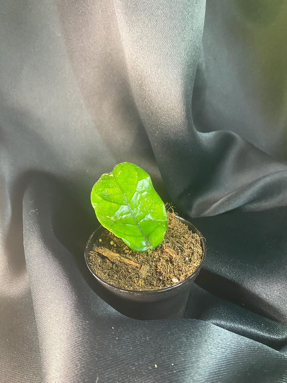 Thumbnail: Hoya Globulosa Rooted Cutting - 2 Inch Pot