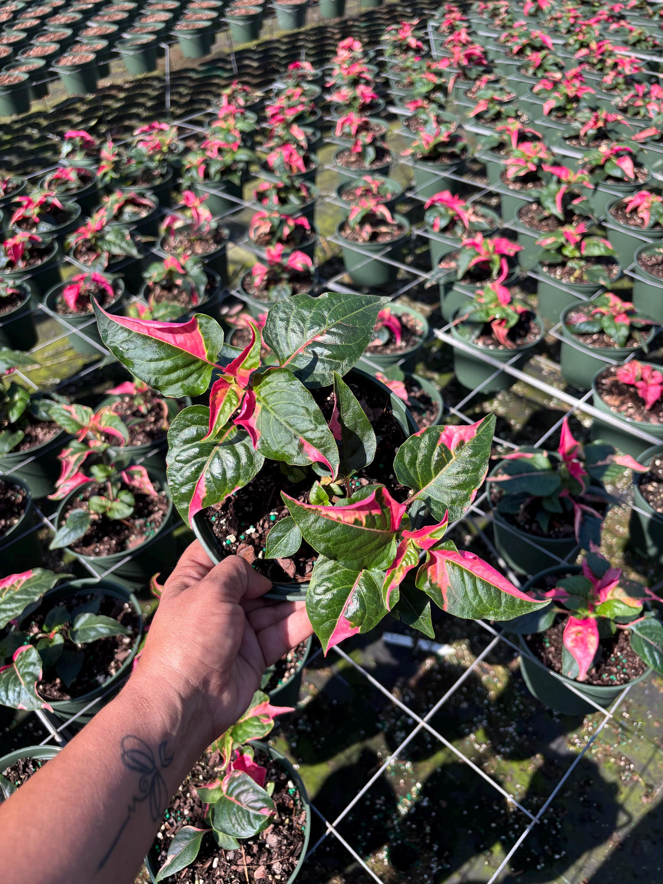Alternanthera 'Party Time' | 6-Inch Pot