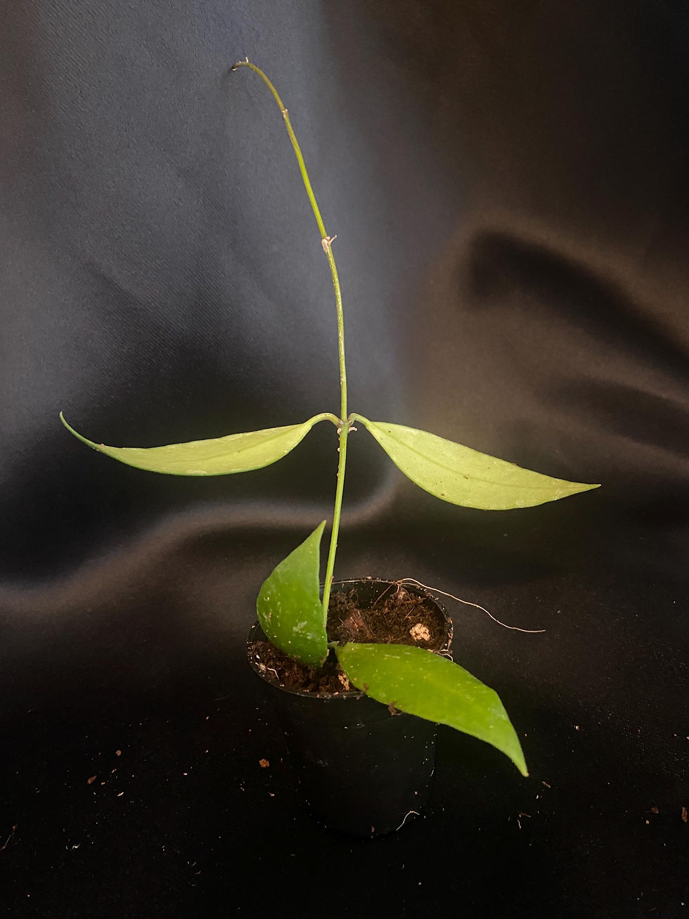 Thumbnail: Hoya Memoria Rooted Cutting - 2 Inch Pot