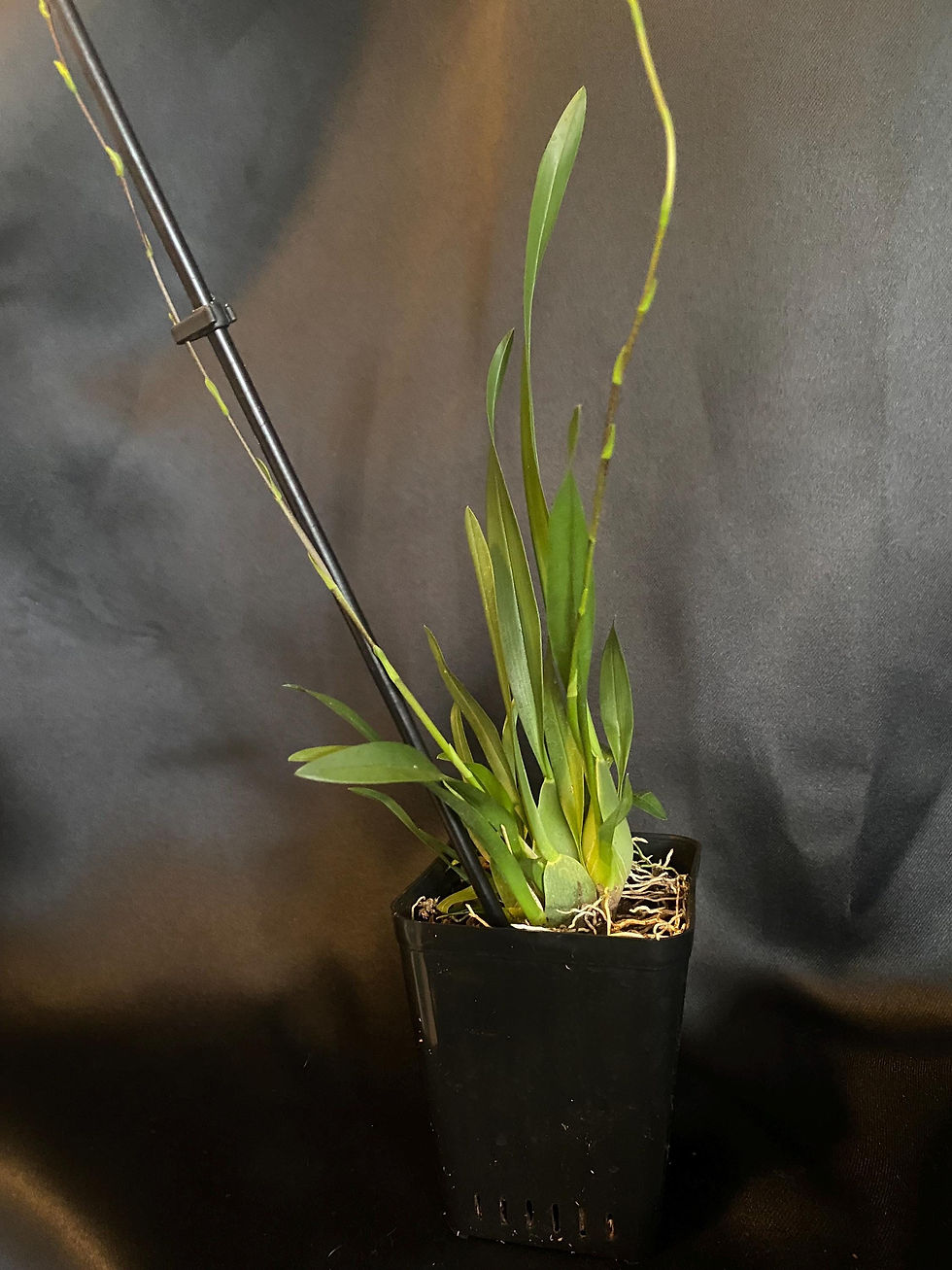 Thumbnail: Oncidium Chian-Tzy Chiou-Ping - Orchid