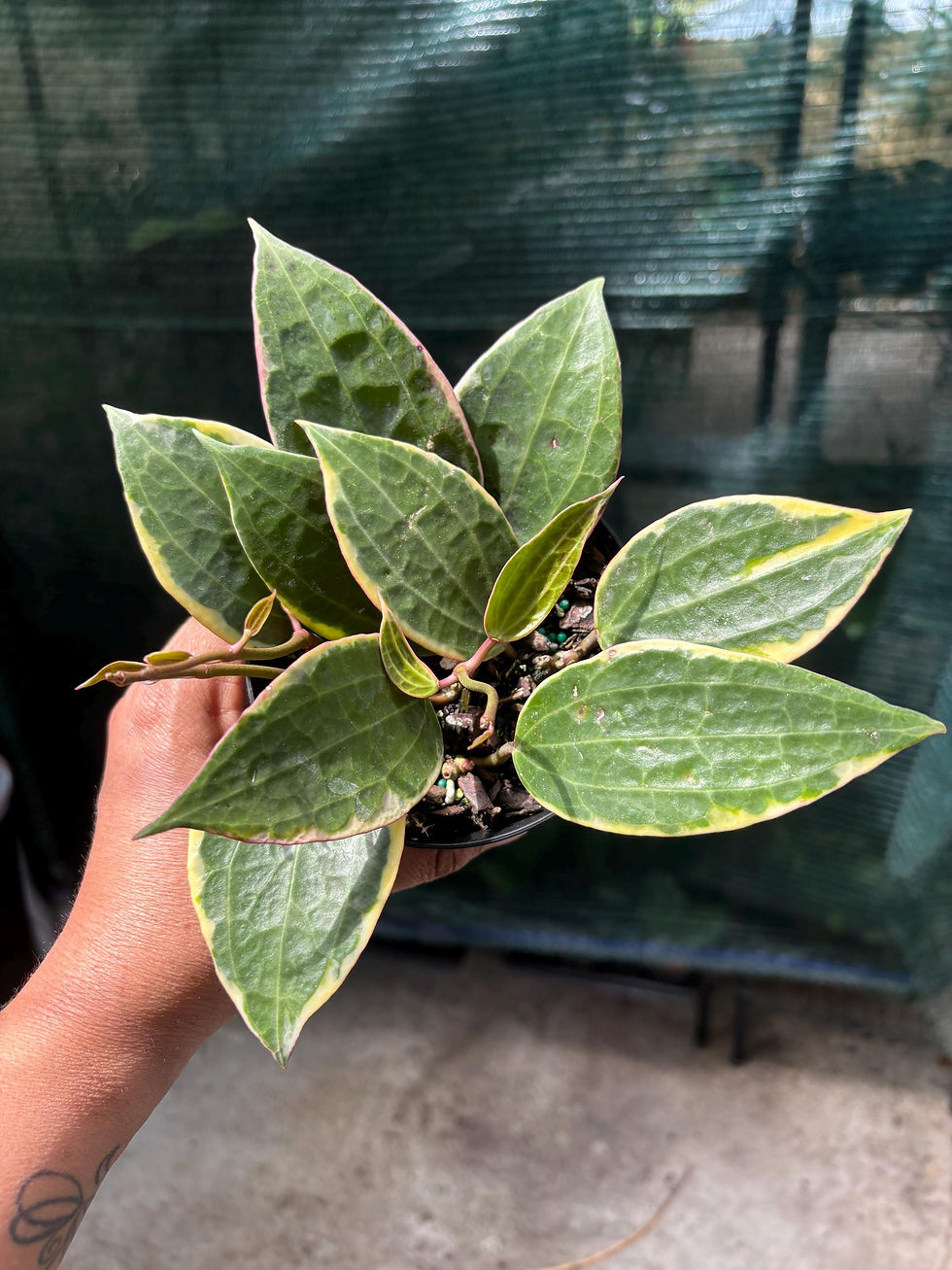 Thumbnail: Hoya Macrophylla Albomarginata Starter Plant - 3 Inch Pot