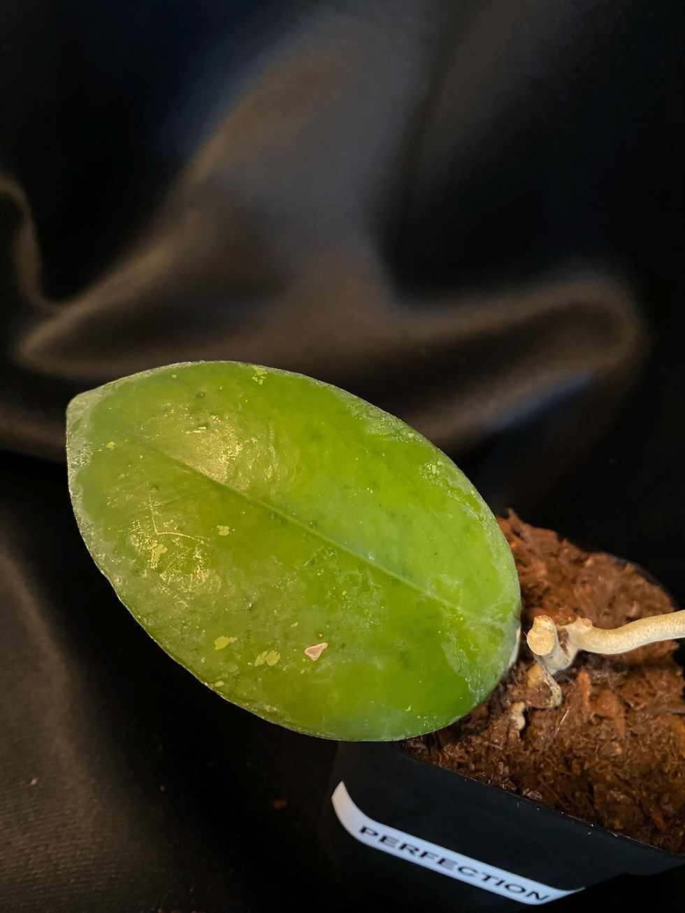 Thumbnail: Hoya Perfection (MB001 x Noelle) - Rooted Cutting