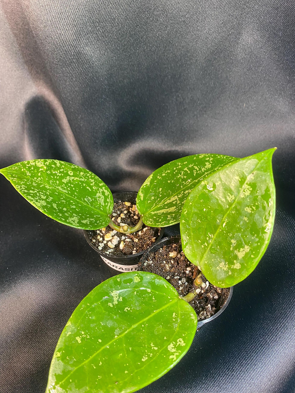 Thumbnail: Hoya Parasitica Splashed - 2 Inch Pot