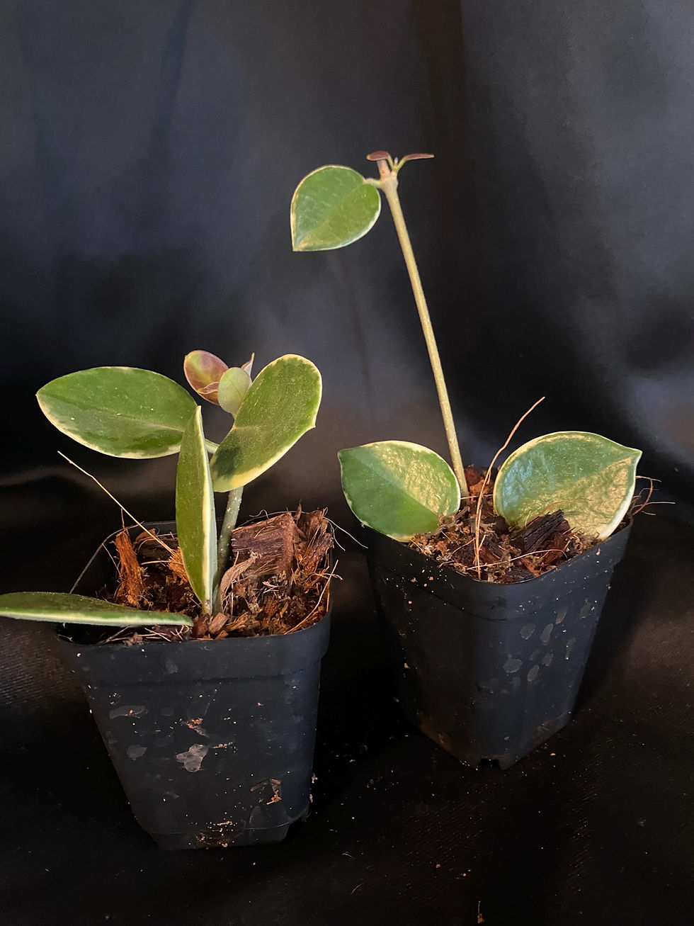 Thumbnail: Hoya Australis Albomarginata Rooted Cutting - 2 Inch Pot