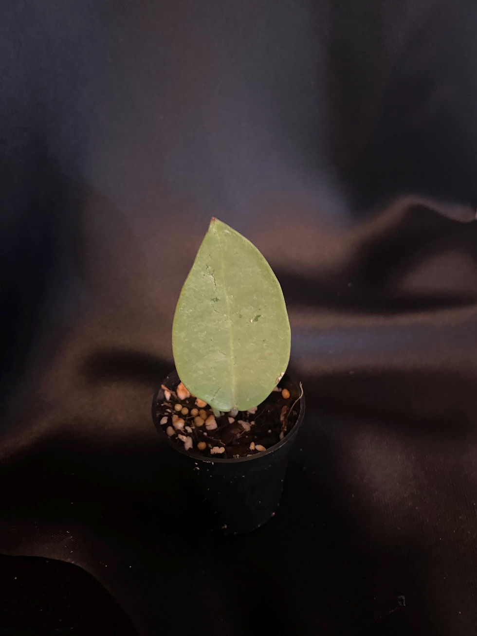 Thumbnail: Hoya Silver Dollar Rooted Cutting - 2 Inch Pot