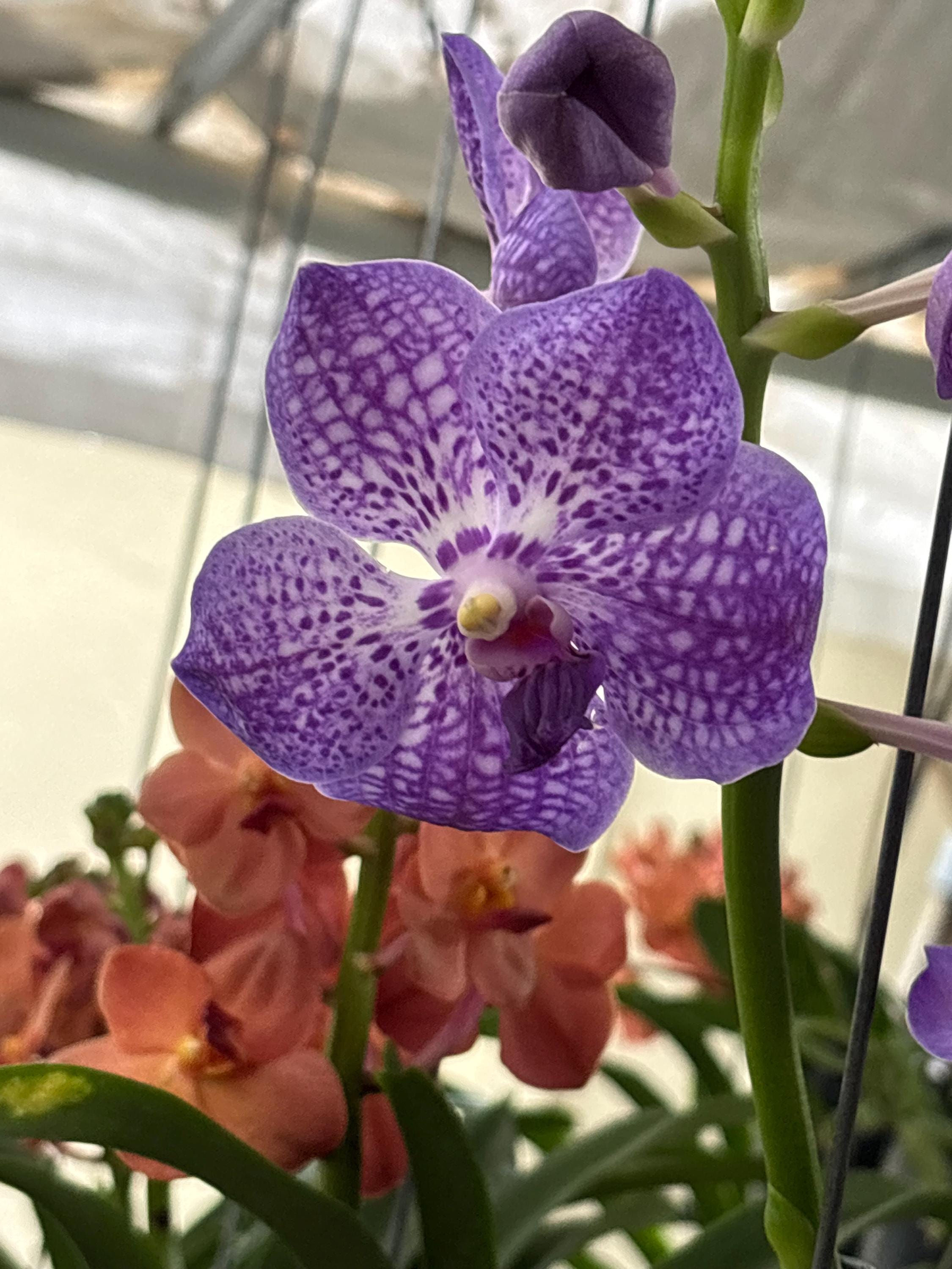 Vanda Purple - Mature Orchid