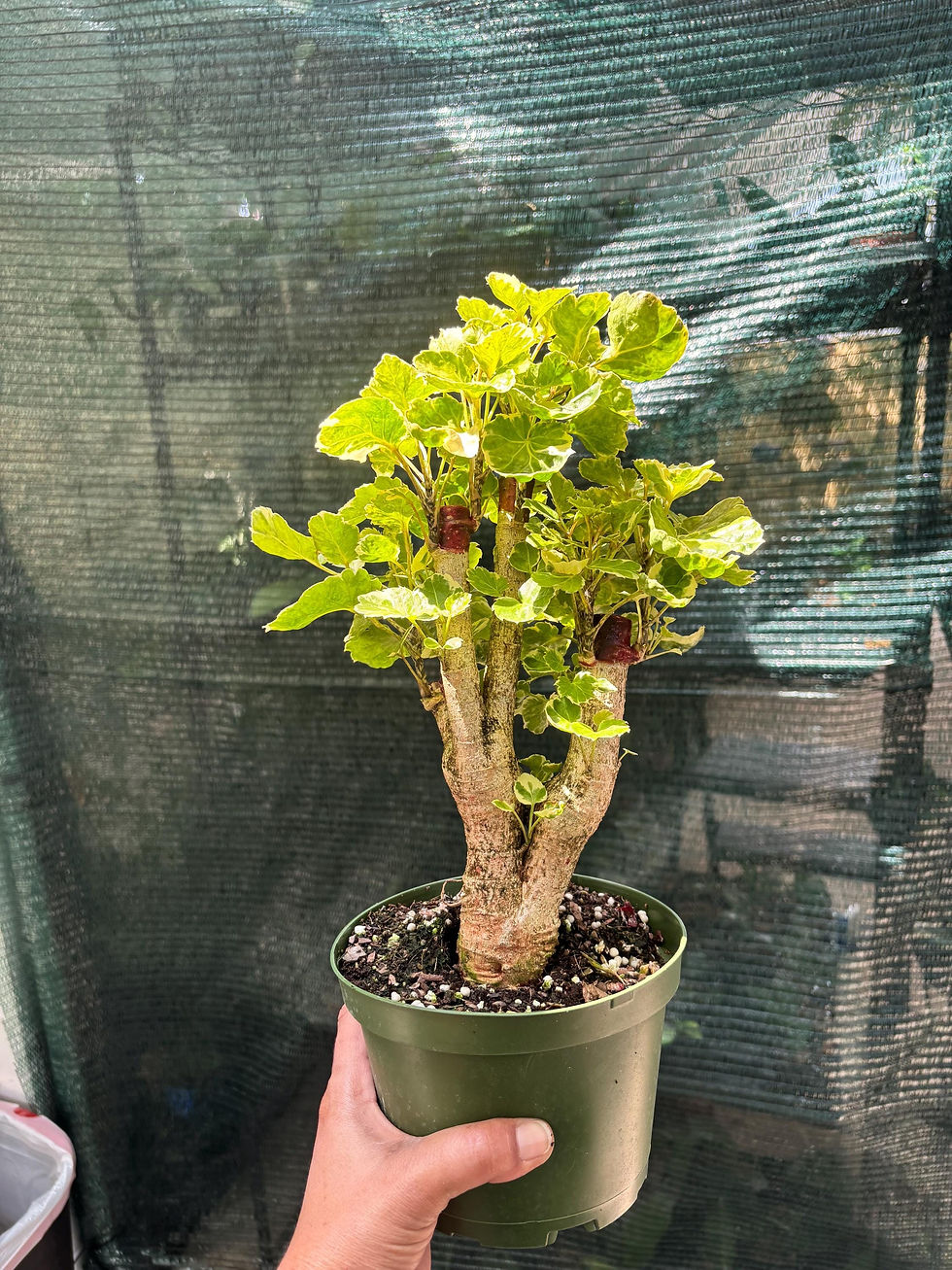 Thumbnail: Variegated Balfour Aralia Bonsai | 6" Pot