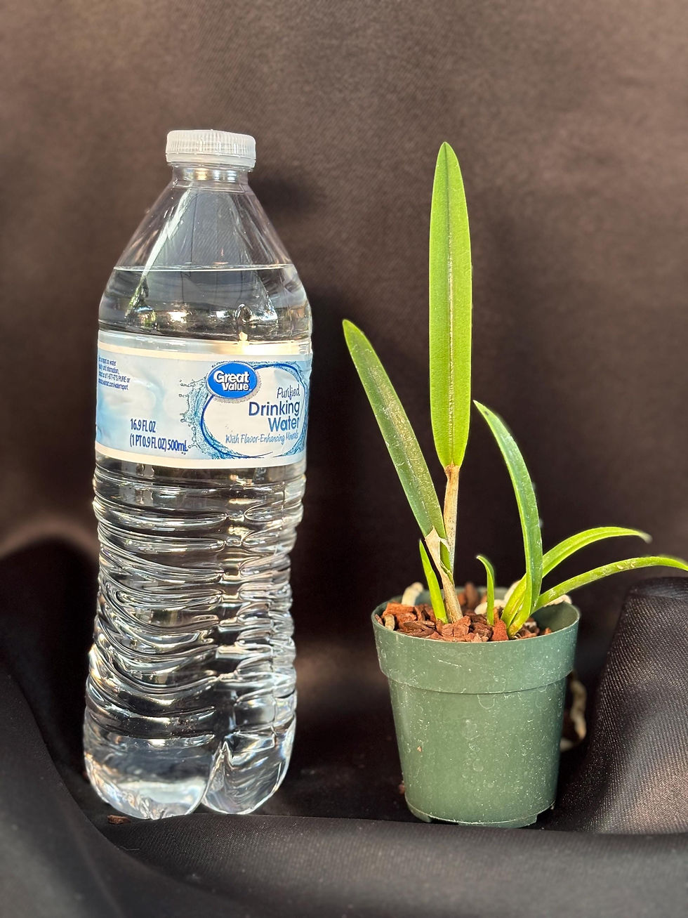 Thumbnail: Blc Everything Nice 'Showtime' - Young Orchid | 2.5 Inch Pot