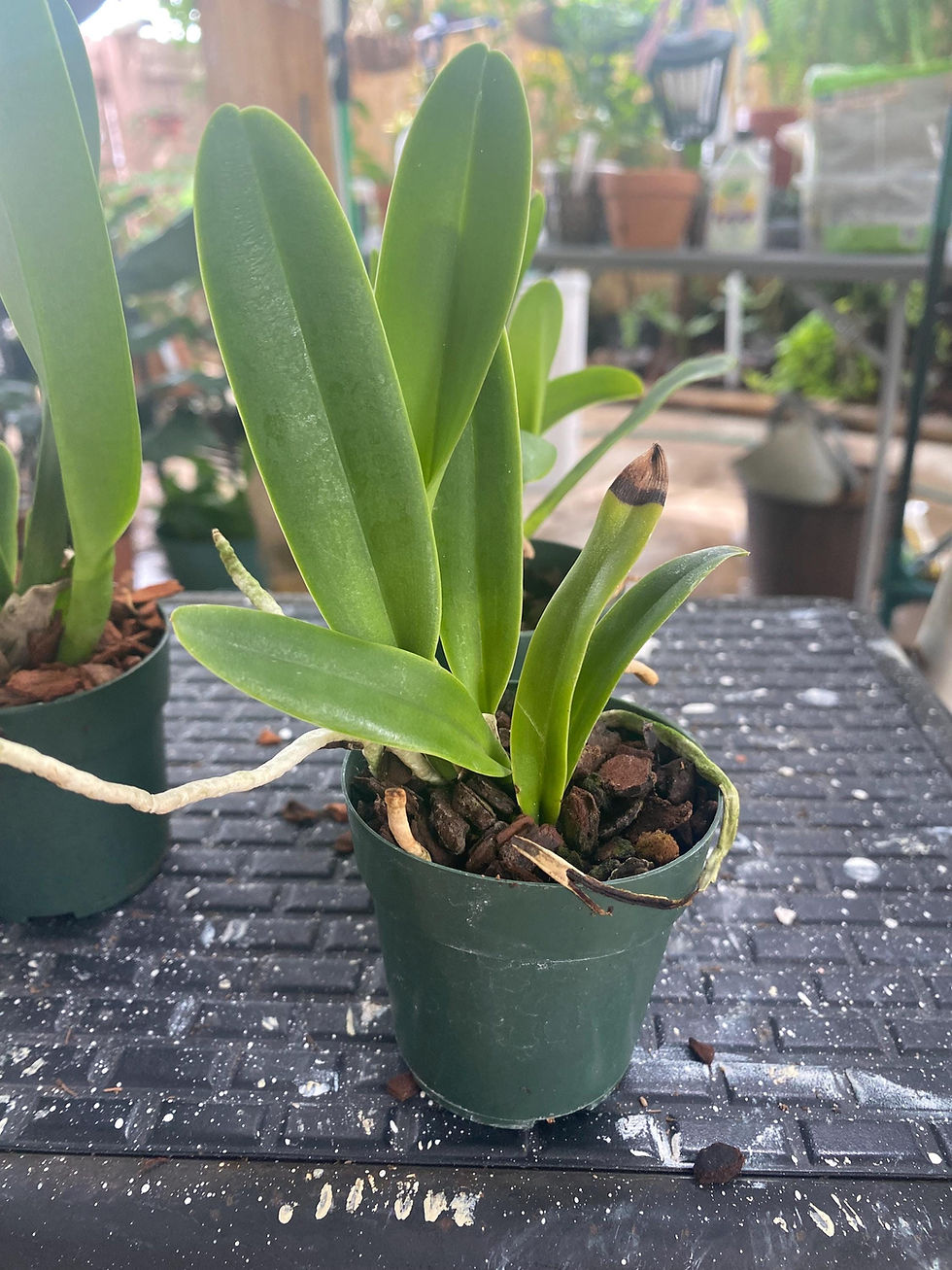 Thumbnail: Blc Goldenzelle 'Lemon Chiffon' - Young Orchid | 2.5 Inch Pot