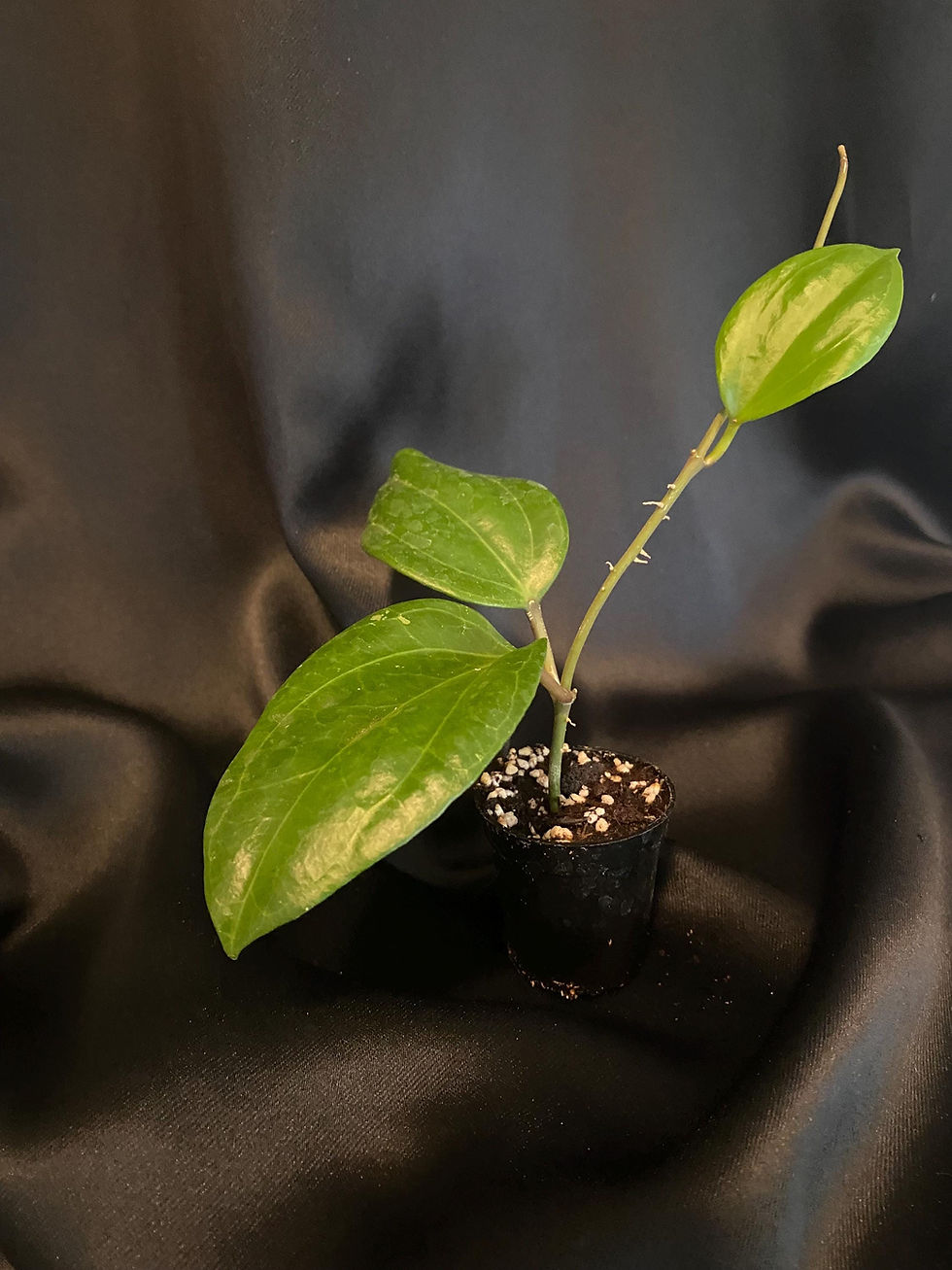 Thumbnail: Hoya Latifolia Rooted Cutting - 2.5 Inch Pot
