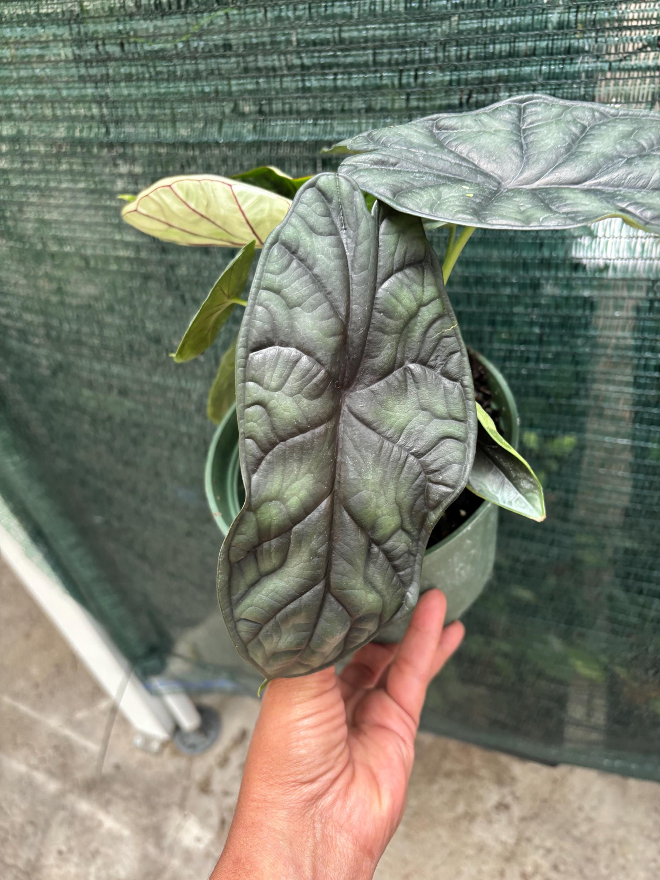 Alocasia Dragon Scale | 6-inch Pot