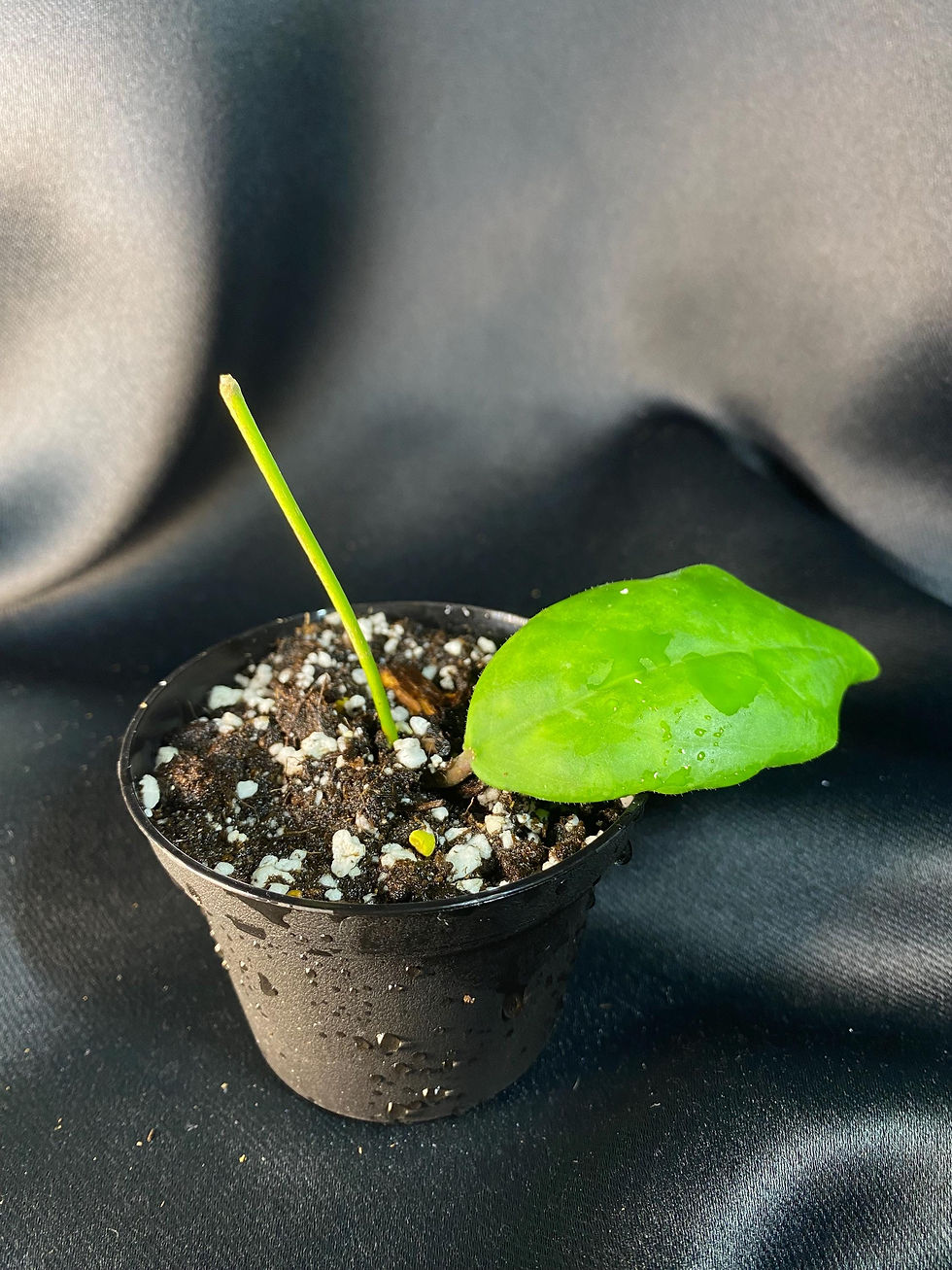 Thumbnail: Hoya Incrassata Rooted Cutting - 2.5 Inch Pot