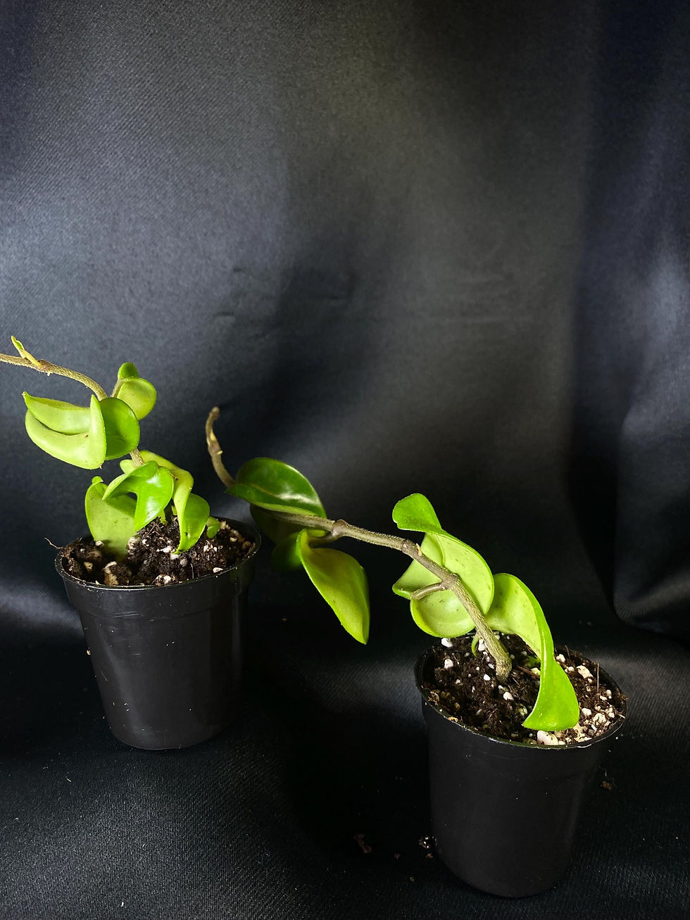 Thumbnail: Hoya Compacta (Hindu Rope) Rooted Cutting - 2 Inch