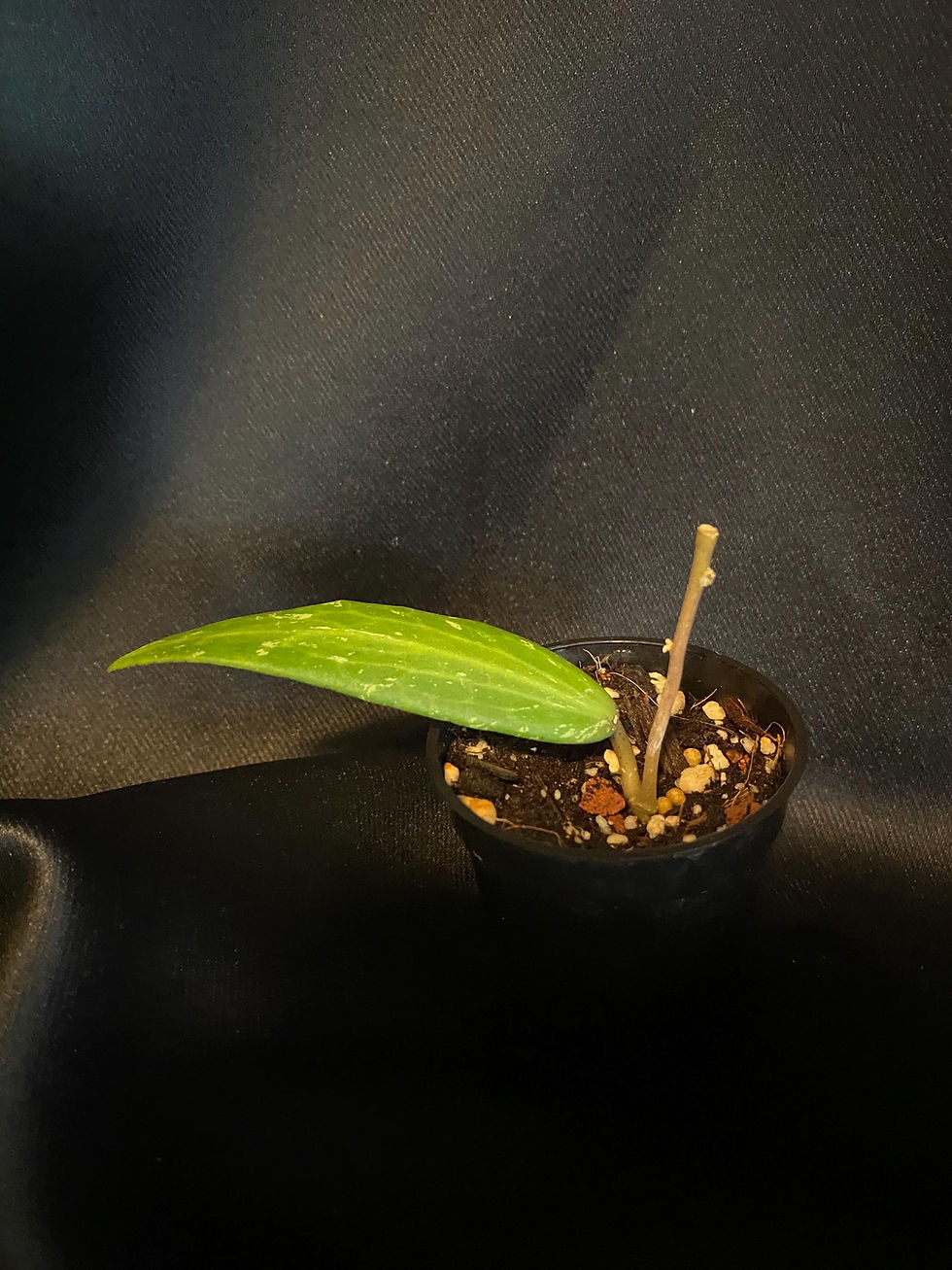 Thumbnail: Hoya SR 2007-13 Rooted Cutting - 2 Inch Pot