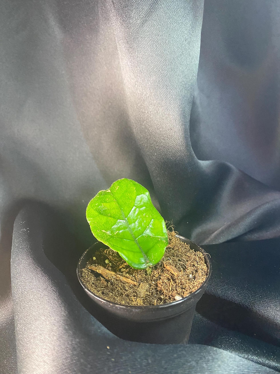 Thumbnail: Hoya Globulosa Rooted Cutting - 2 Inch Pot