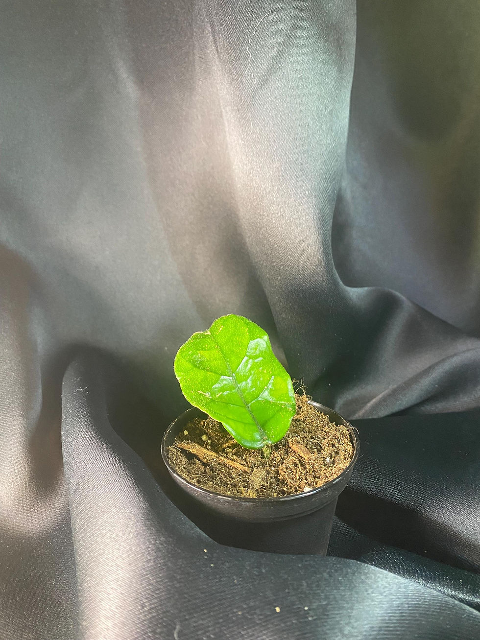 Thumbnail: Hoya Globulosa Rooted Cutting - 2 Inch Pot