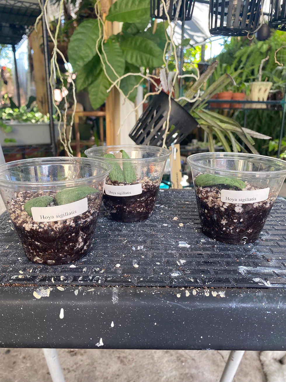 Thumbnail: Hoya Sigillatis 'Round Leaf' Rooted Cutting - 2.5 Inch Pot