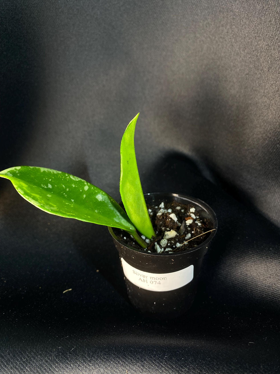 Thumbnail: Silver Moon Carnosa Rooted Cutting - 2 Inch Pot