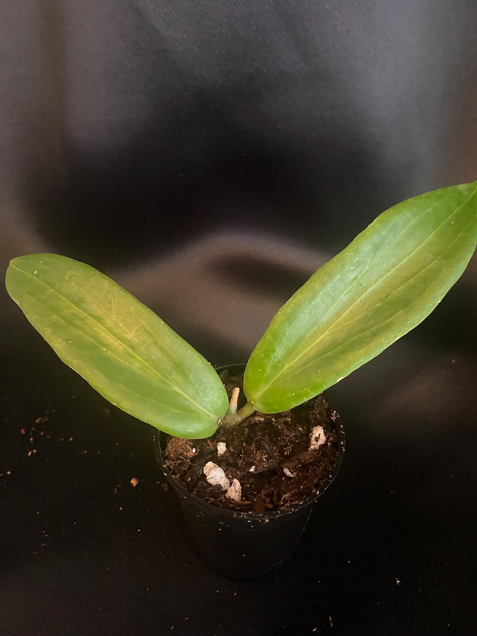 Thumbnail: Hoya Bulusan Rooted Cutting - 2 Inch Pot
