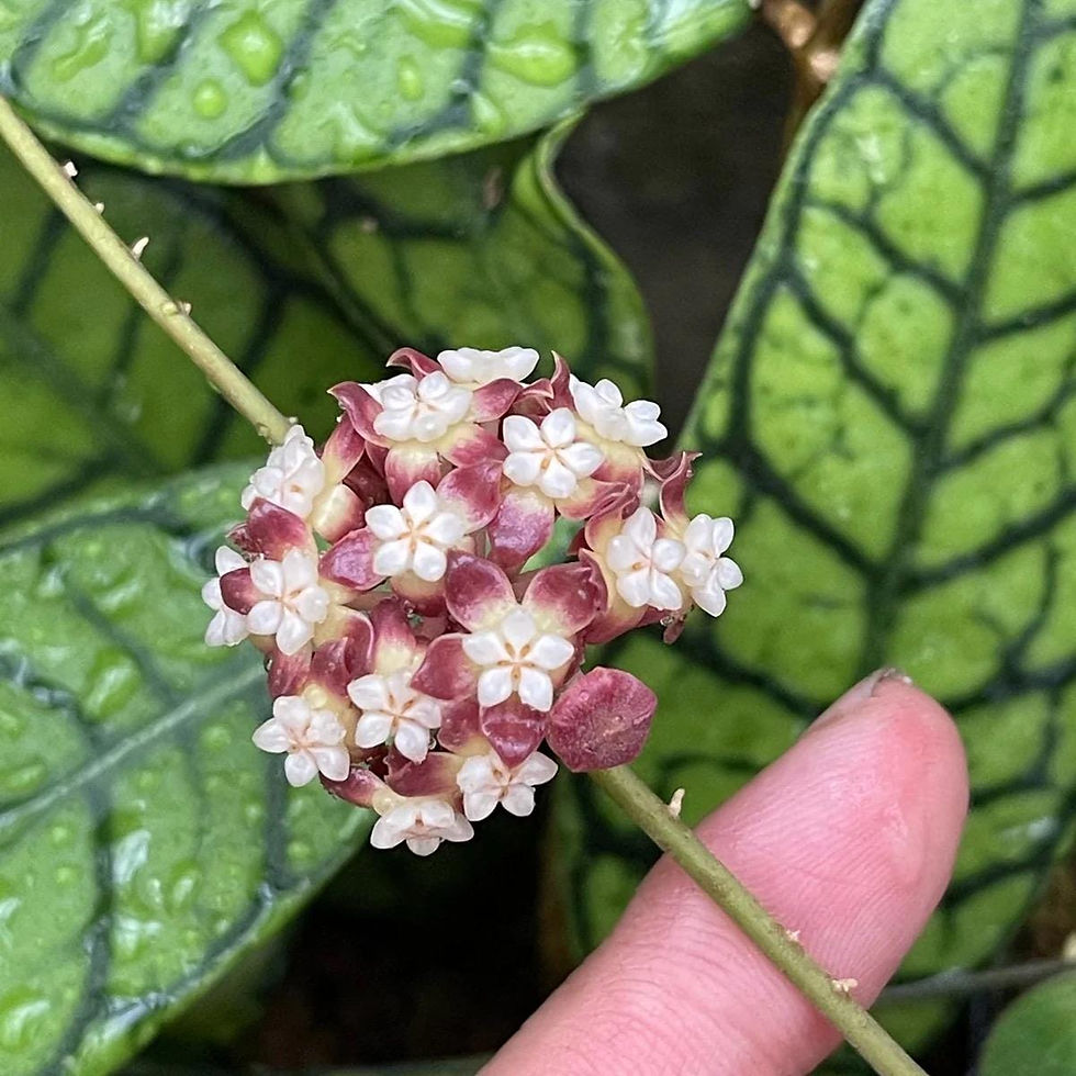 Thumbnail: Hoya Callistophylla Rooted Cutting - 2 Inch Pot