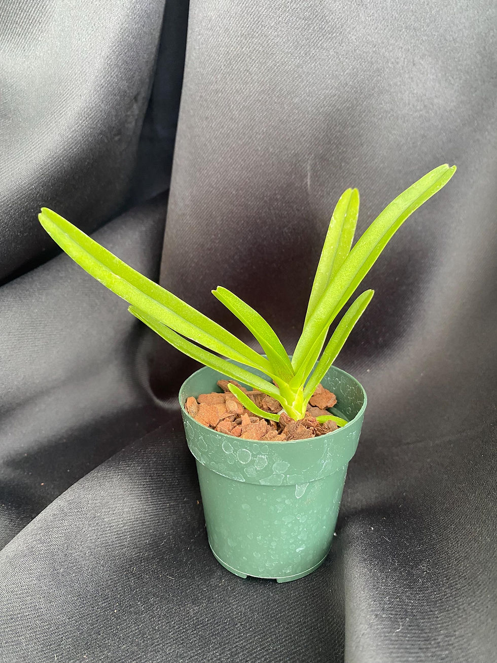 Thumbnail: Vascostylis Thai Lime 'Boy' - Young Orchid | 2.5 Inch Pot