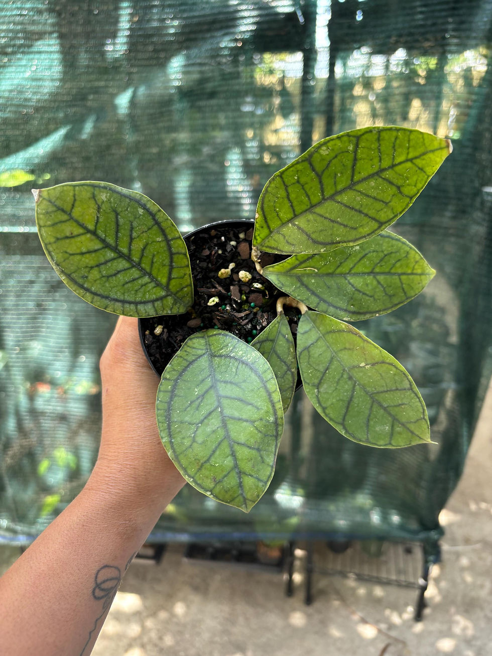 Thumbnail: Hoya Callistophylla Vena Starter Plant - 3 Inch Pot