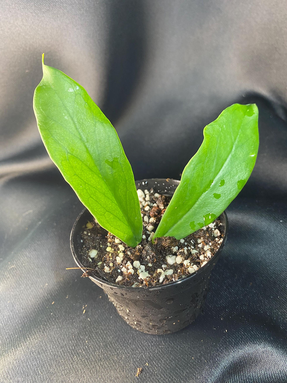 Thumbnail: Hoya Lobbii Rooted Cutting - 2 Inch Pot