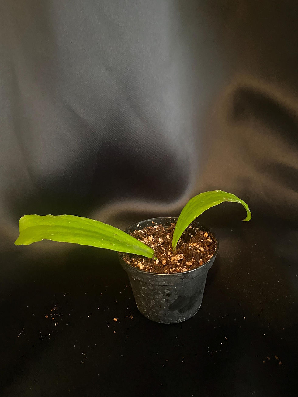 Thumbnail: Hoya Erythrina Rooted Cutting - 2 Inch Pot