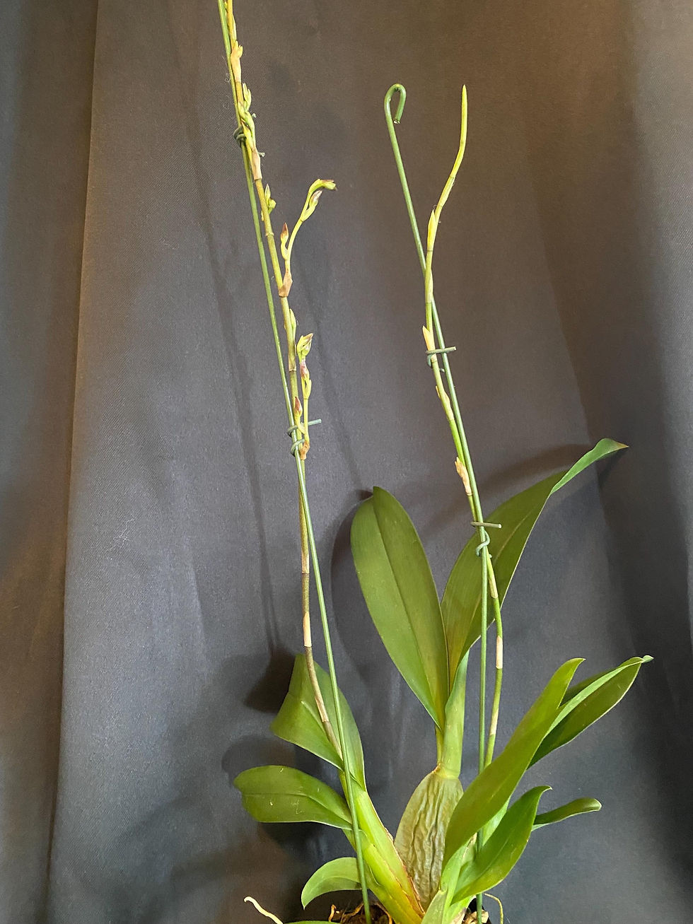 Thumbnail: Oncostele Hilo Firecracker 'Sangria' - Mature Orchid