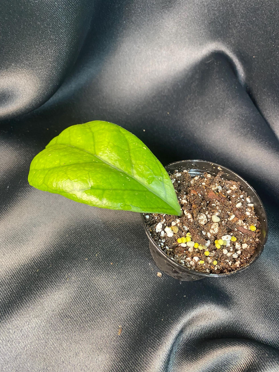 Thumbnail: Hoya Viola Rooted Cutting - 2 Inch Pot