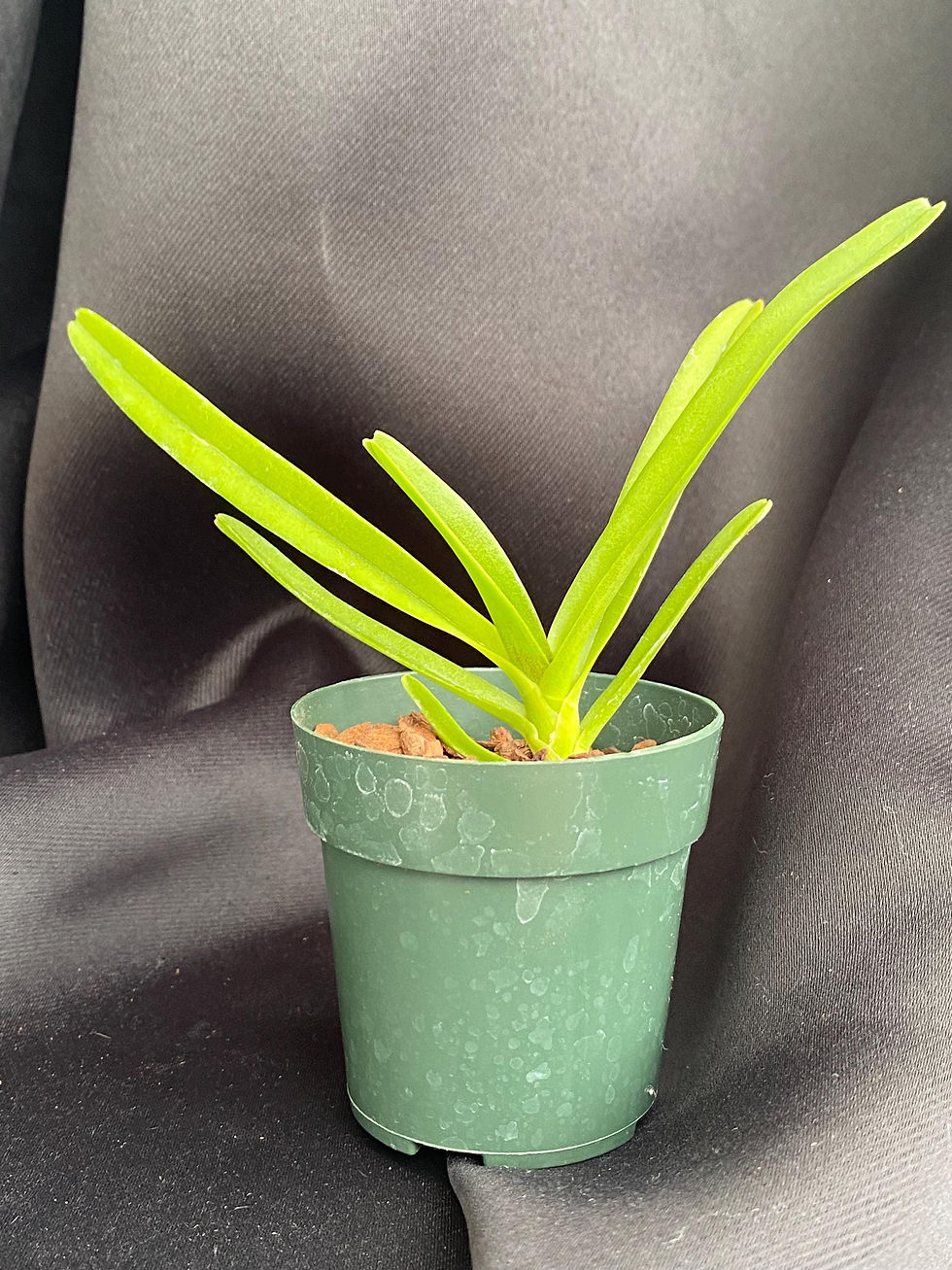 Thumbnail: Vascostylis Thai Lime 'Boy' - Young Orchid | 2.5 Inch Pot